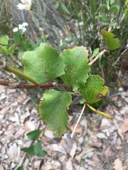 Xanthosia rotundifolia