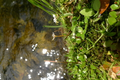 Epilobium nerteroides