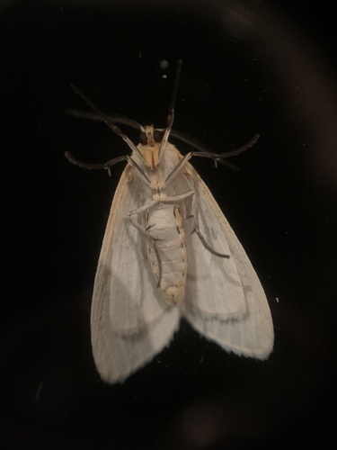 Delicate Cycnia Moth photo 6