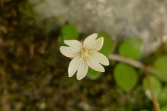 Epilobium nerteroides