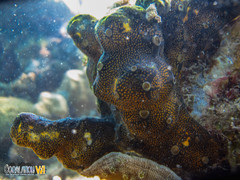 Leptoclinides reticulatus