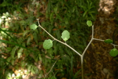 Melicytus micranthus