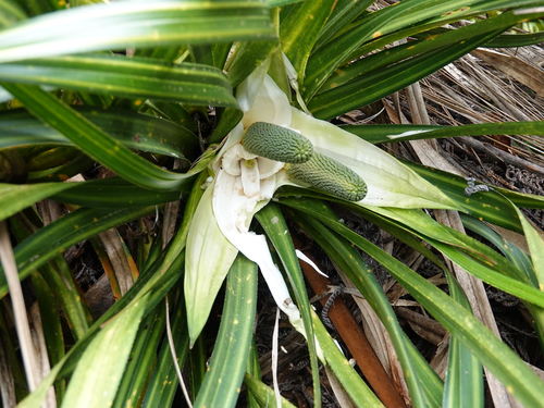 Kiekie (Freycinetia banksii)