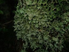 Parmotrema austrocetratum