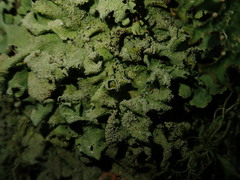 Parmotrema austrocetratum