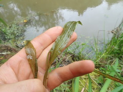 Potamogeton ochreatus