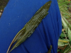 Potamogeton ochreatus