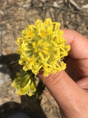 Pimelea angustifolia