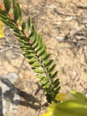 Pimelea angustifolia