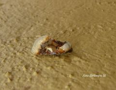 Chrysoecia requies