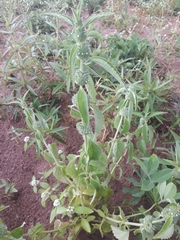 Leucas martinicensis