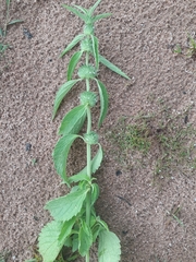 Leucas martinicensis