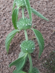 Leucas martinicensis