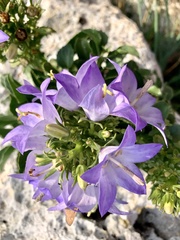 Campanula versicolor