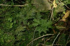 Hymenophyllum flexuosum