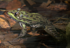 Lithobates chiricahuensis