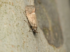 Leistomorpha brontoscopa