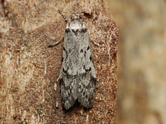 Philobota orescoa