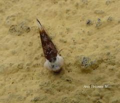 Chrysoecia requies