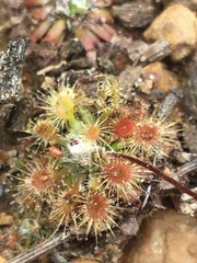 Drosera platystigma