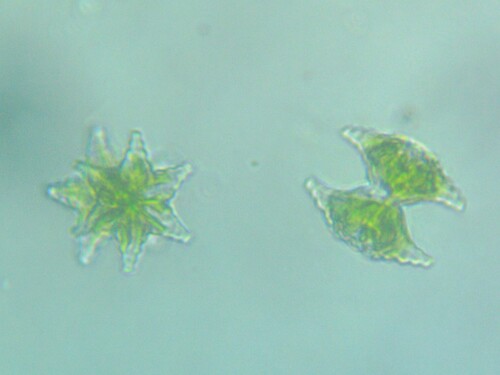 Staurastrum boreale