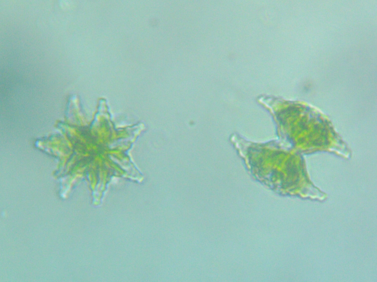 Staurastrum boreale