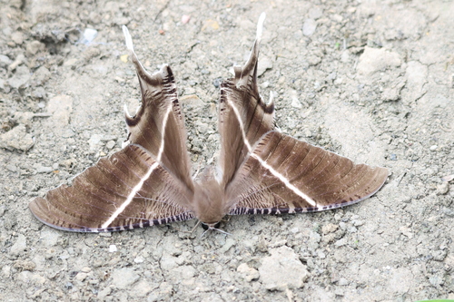 Tropical Swallowtail Moth