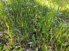 Prasophyllum fitzgeraldii