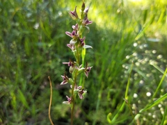 Prasophyllum fitzgeraldii