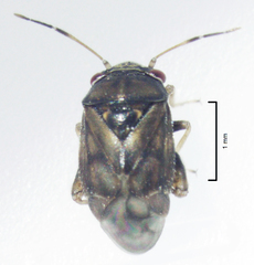 Coridromius chenopoderis