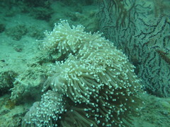 Euphyllia glabrescens