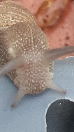 Cornu aspersum