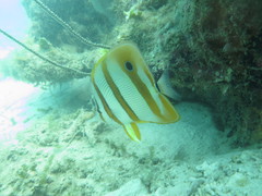 Chelmon rostratus
