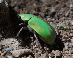 Chrysina beyeri