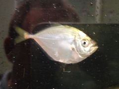 Chloroscombrus chrysurus