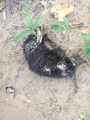 Paraechinus micropus