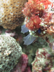 Rhopalaea