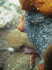 Eudistoma
