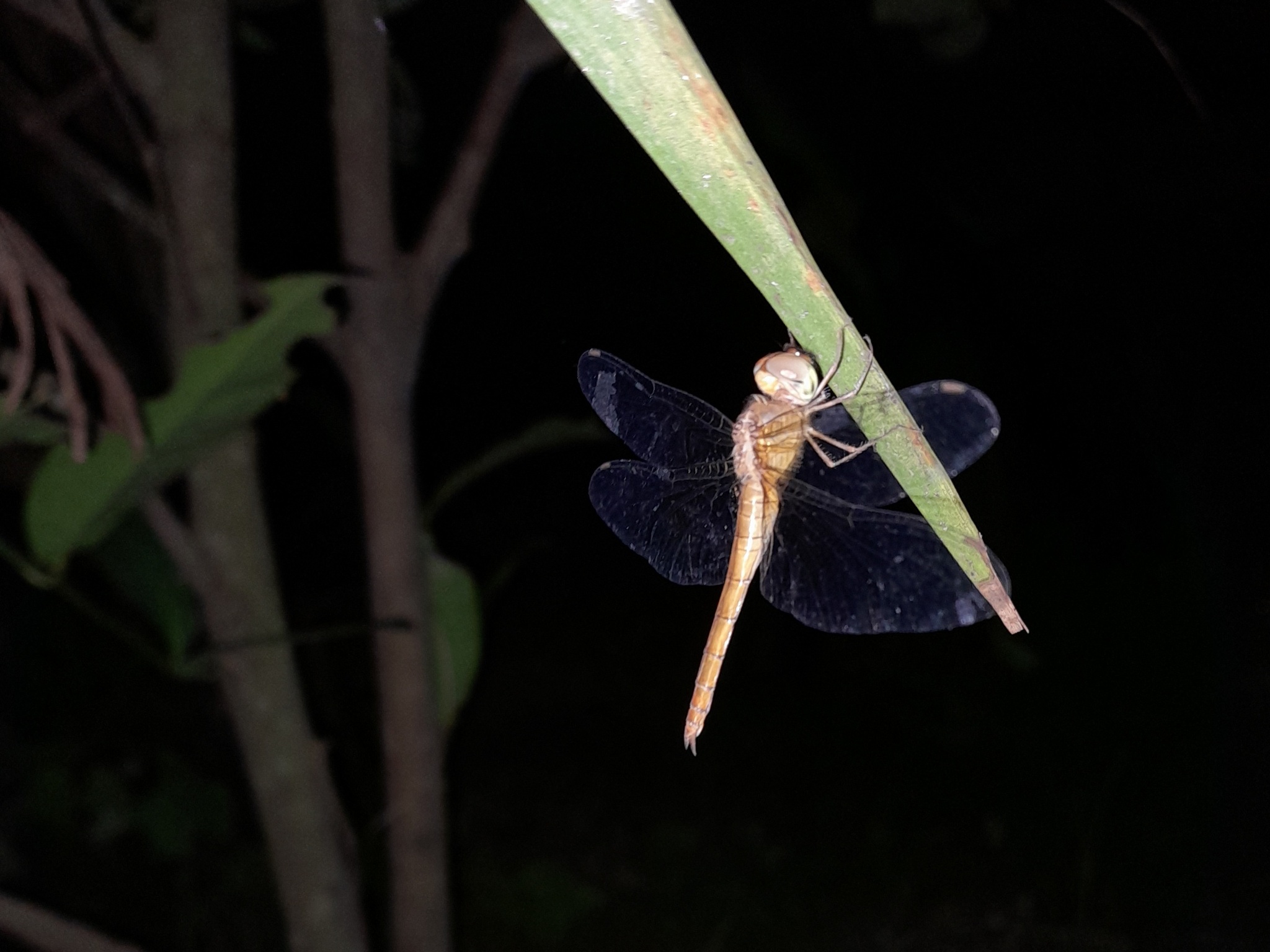 Coral-Tailed Cloudwing
