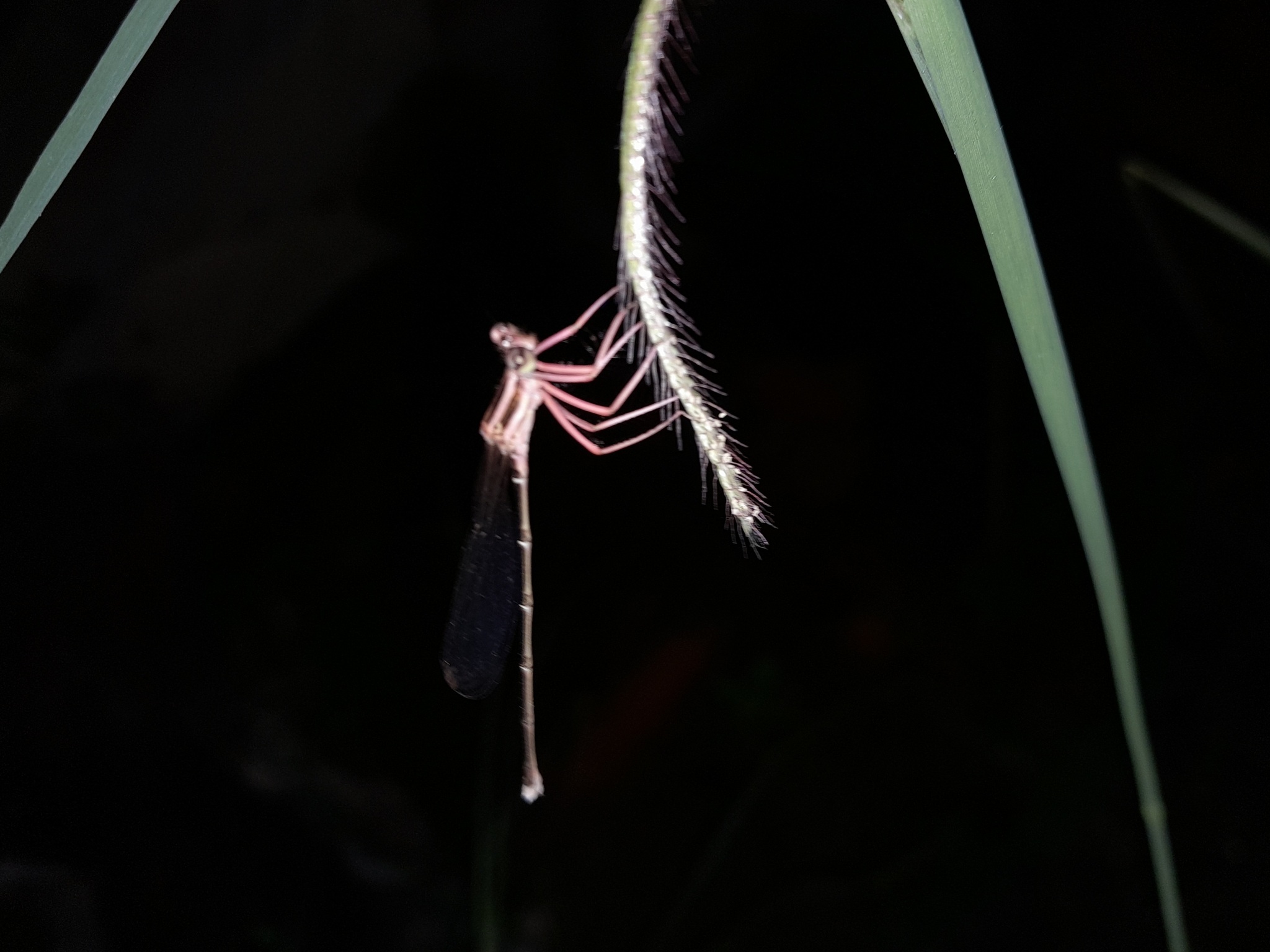 Black-Kneed Featherleg