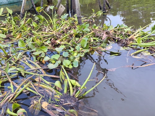 common water hyacinth
