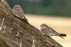 Chordeiles rupestris