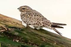 Chordeiles rupestris