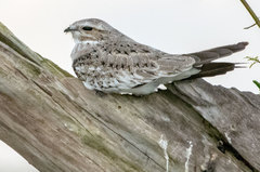 Chordeiles rupestris