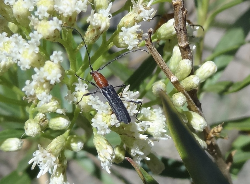 Rhopalophora prorubra