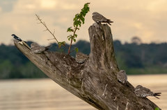 Chordeiles rupestris