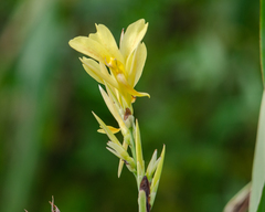 Canna glauca