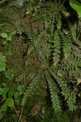 Blechnum membranaceum