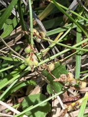OregonFlora Carex concinna
