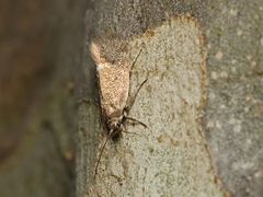 Leistomorpha brontoscopa